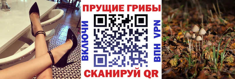 Псилоцибиновые грибы Psilocybe  как найти закладки  Тайшет 